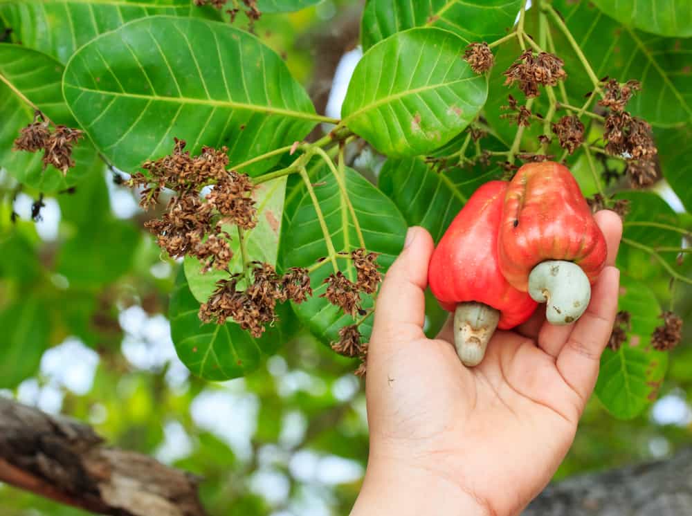 Cashew Slicing & Processing Room